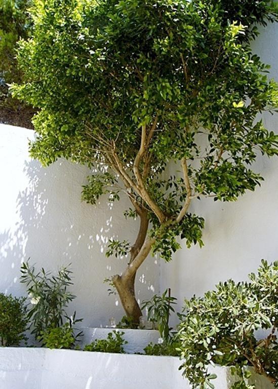 Idroussa Apartment Batsíon Exterior foto